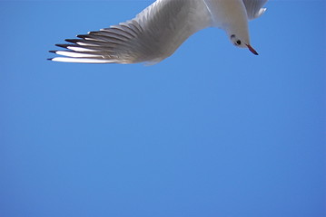 かもめと青空