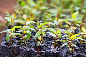 Close-up young plants in bags.