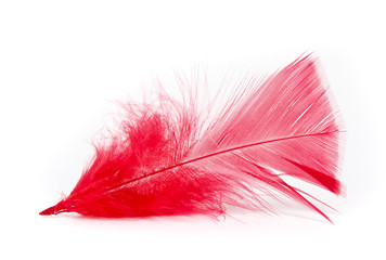 plume rouge