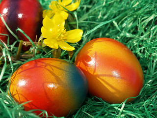 Osternest mit Winterlingen