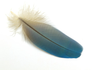 Blue Macaw Feather © Bob Rannells