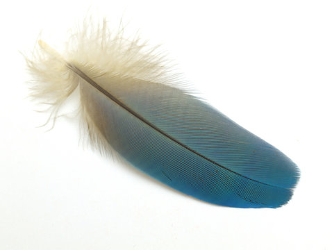 Blue Macaw Feather
