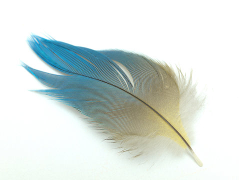 Blue and Yellow Macaw Feather