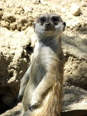 suricate