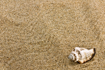 sand and sea shell