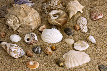 sand and sea shell