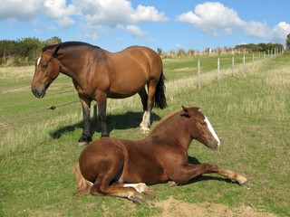 Jument et son jeune poulain
