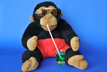 Funny scene: fluffy monkey with sunglasses sipping drink