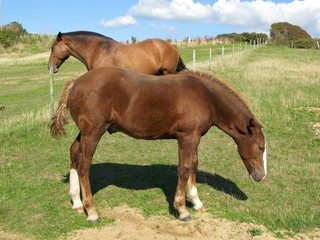Obraz premium Jument et son jeune poulain