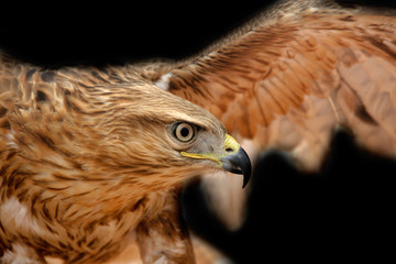 Adlerbussard