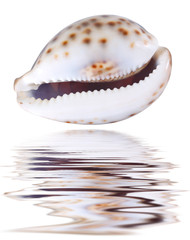 Seashell