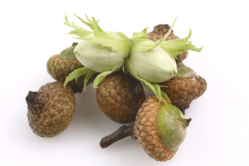 Haseln&uuml;sse und Eicheln