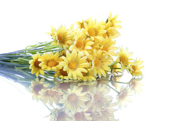 yellow daisys isolated on white background