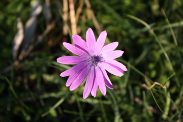 Obraz premium Fiore