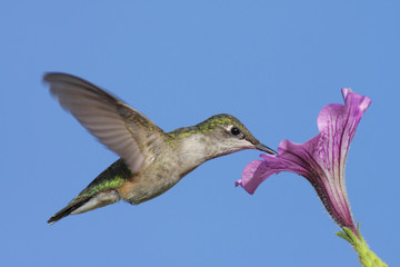 Obraz premium Juvenile Ruby-throated Hummingbird (archilochus colubris)