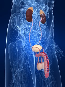 m&auml;nnliche anatomie mit harnsystem