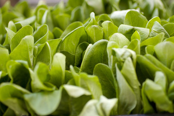 Insalata verde