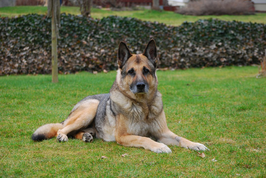 sch&auml;ferhund 2