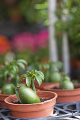 Avocado Seedlings.