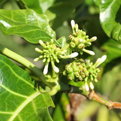 jeunes nonis sur branche