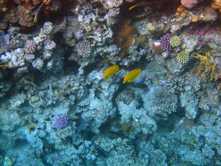 Fototapeta na wymiar Two yellow tropical fish