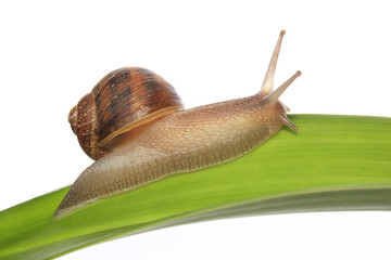 Snail