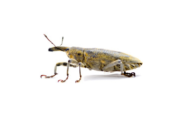 snout beetle isolated on white background
