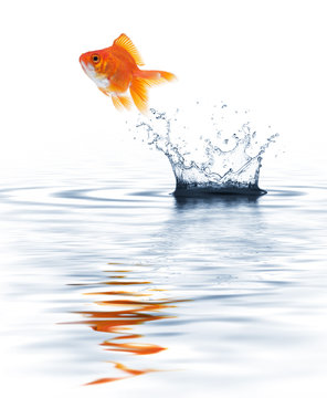 Goldfish Jumping