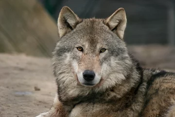 Fotobehang Wolf europese wolf