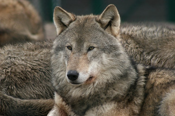 gray wolf