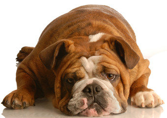 english bulldog laying down looking at viewer