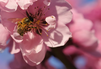 l'abeille dans l'abricotier