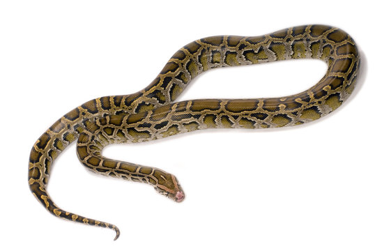 python snake close-up, isolated on white