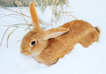 nice rabbit on snow