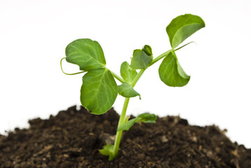 Pea seedlings in soil