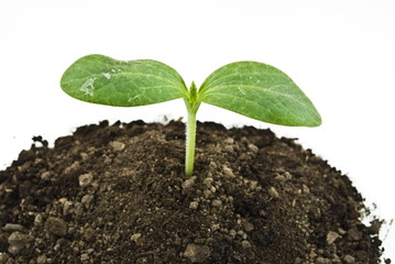 Pumpkin seedling in soil