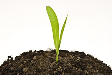 Corn sprout in soil