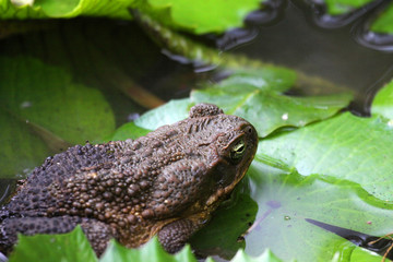 Obraz premium TOAD EXTREME CLOSE UP