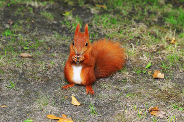Squirrel