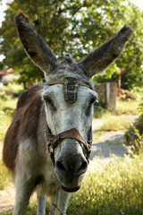 Donkey portrait