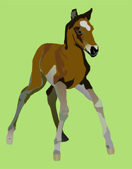 clumsy little a foal yet can not be on the long feet