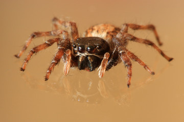 Jumping spider on reflective surface - 12823373