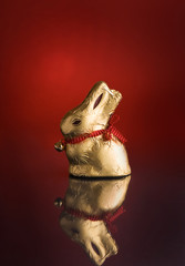 Hase