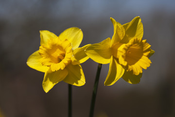 Daffodil flowers