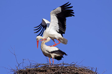 Storchenpaarung