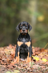 pose fière du chiot dobermann vu de face en foret