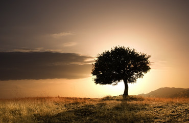 solitary oak tree in golden sunset - obrazy, fototapety, plakaty