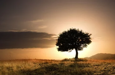 Gardinen solitary oak tree in golden sunset © ollirg