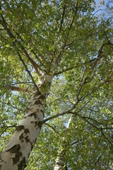 Obraz premium Birch tree