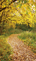 A path in the golden autumn.